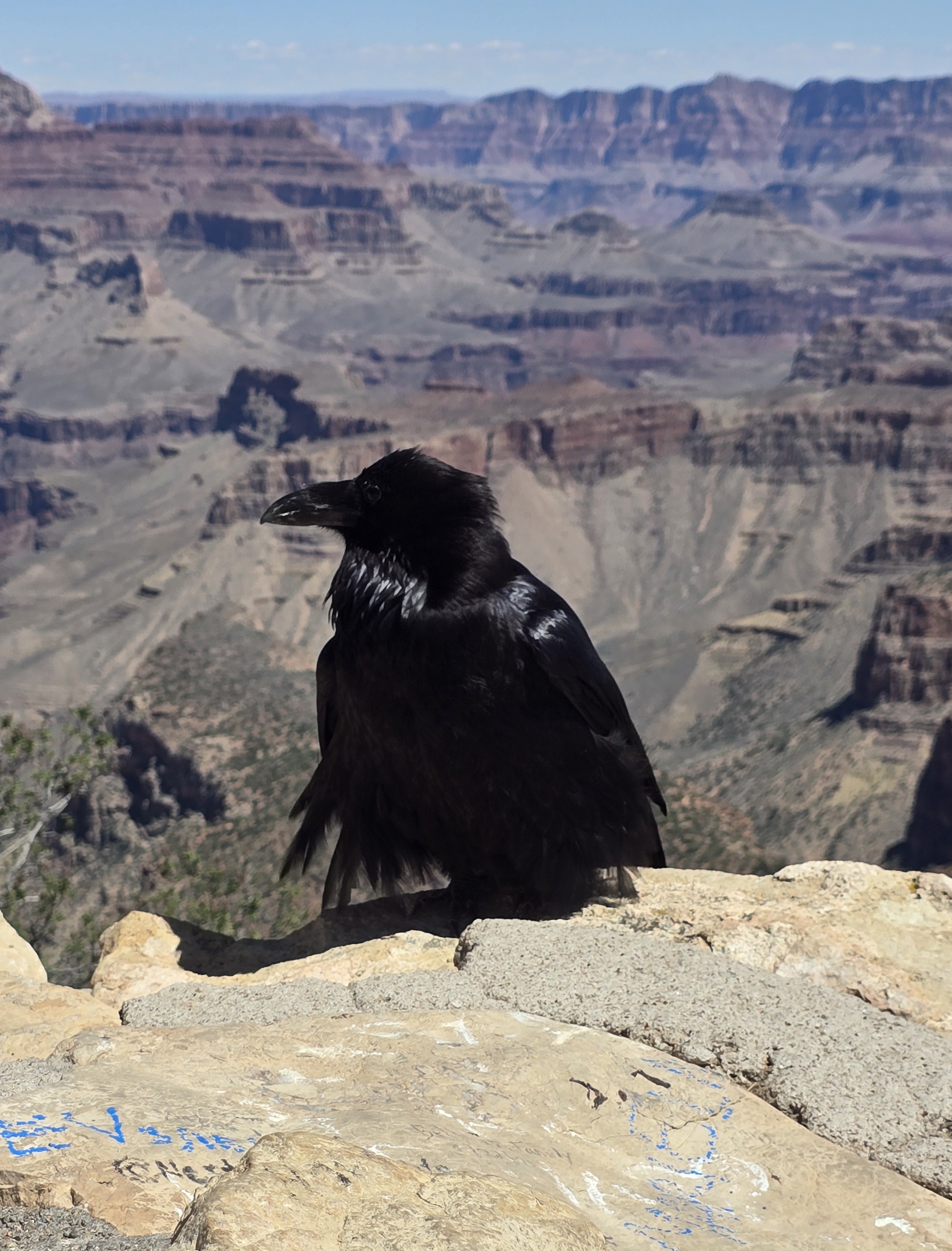 A raven in sharp focus with the blurred Grand Canyon in the background