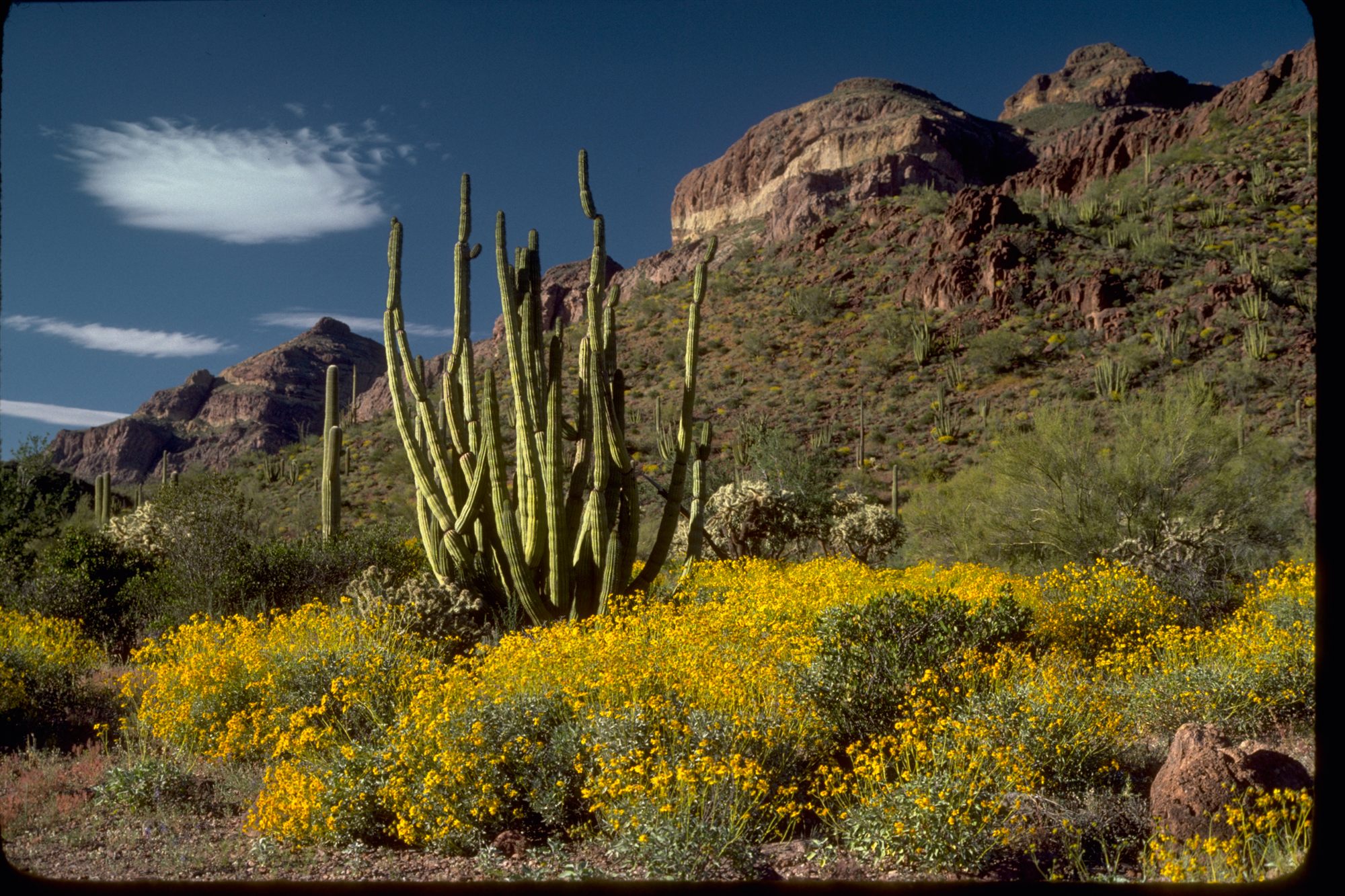 Desert wildflowers and cactus at golden hour, Arizona