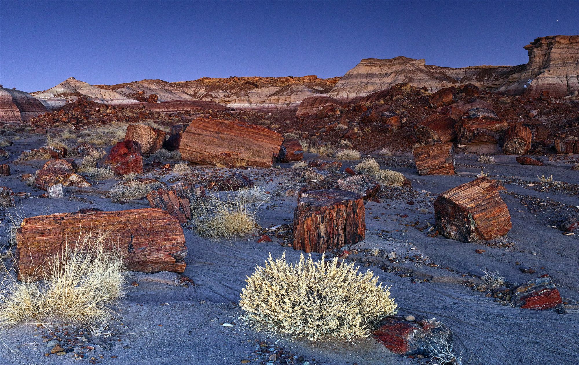 Petrified wood logs scattered across the Painted Desert badlands at Petrified Forest National Park, Arizona